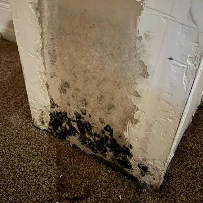Professional Mold Removal in Dickinson County, KS
